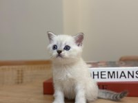 Tüm cins kediler mevcut sağlık garantisi var