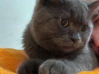 Russian Blue 5 Aylık Erkek