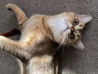Erkek British Shorthair NY11 Kedimiz Eşlerini Arıyor