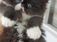 İRAN KEDİSİ SAFKAN SIFIR BURUN MAVİ GÖZ