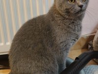 British Shorthair Damızlık Kediler