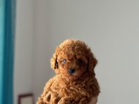 KORE YAVRUSU A KALİTE TEACUP TOY POODLE RED BROWN YAVRULAR