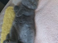 British shorthair