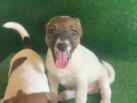 Safkan Jack russell bebekler