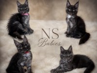 Maine Coon Erkek Wcf Kayıtlı (Pet)