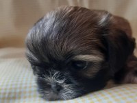 Anne ile baba safkan shih tzu yavru