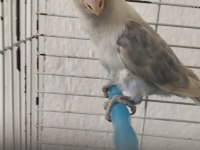 Dişi cennet papağanı 2 yaşında