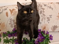 Kehribar göz siyah dişi british shorthair