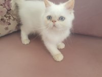 Süt Oğlan İran Kedisi