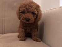 0 Ve 1 Numara Toy Poodle Bebekler