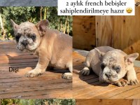 2 aylık üst kalite french bulldog bebekler