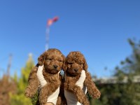 Mükemmel ufacık toy poodle yavrularım