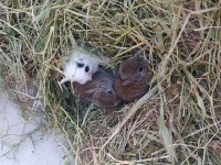 Cüce tavşan ve lop tavşanı