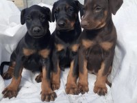 Doberman yavrularımız aşılı kimlikli teslim
