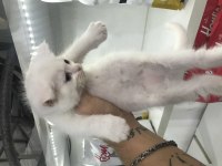 British Shorthair Güzellikler