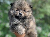 Tamamen yurt dışı kanı orjinal pomeranian boo yavrular