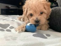Kore kg garantili maltipoo