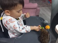 Ginepig yavrumuz satılıktır