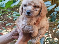 Uygun Bütçeli Harika Maltipoo Bebekler poodle gibi
