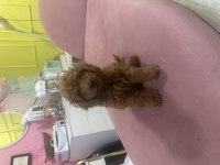 2.5 aylık tuvalet eğitimli poodle