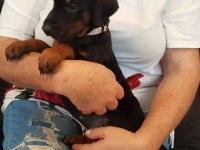 DOBERMAN YAVRULARIMIZ