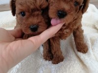 Orjinal toy poodle