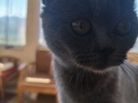 British shorthair 10 aylık