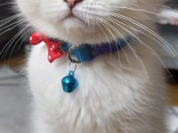 Sahiplendirme scottish fold