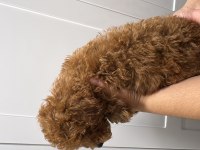 ORJİNAL RED BROWN TOY POODLE YAVRUMUZ MEVCUTTUR