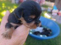 Bir avuç mutluluk köpeğimiz