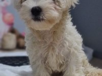 Kilo Garantili Maltese Terrier Bebekler