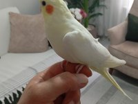 Uyguna ele alışkın sultan papağanı yavruları