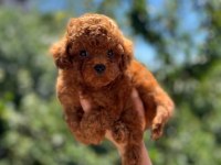 Korekan poodle bebeklerimiz