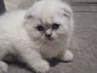 Güzel top yüzlü yavru scottish fold teslime hazır