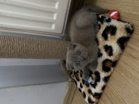 SCOTTİSH FOLD KEDİMİZ