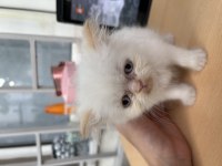 60 GÜNLÜK ERKEK İRAN KEDİSİ CİNS