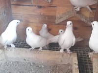 BİR KÜMES BEYAZ GÜVERCİNLER 81 İLE GÖNDERİM OLUR