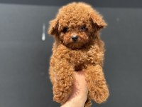 Petmode köpek çiftliğinde ziyarete açık toy poodle