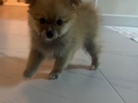 2 aylık pomeranian boo yavru