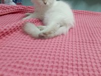 Safkan minik kediler