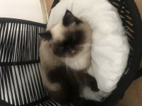 9 aylık erkek exotic shorthair