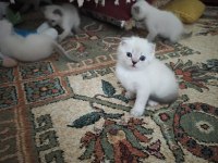 Yavru kediler