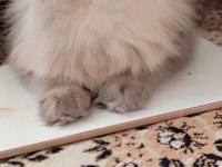 BLh golden dişi ve erkek british longhair