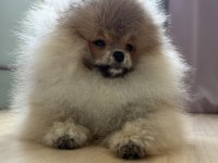 Pomeranian boo köpeklerimiz