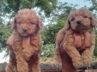 Toy poodle yavrularımız bir birinden güzel