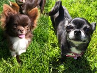 Harika chihuahua bebekler