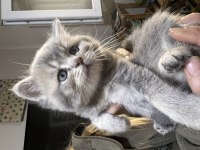 British shorthair yavrularımız ailelerini beklemektedir