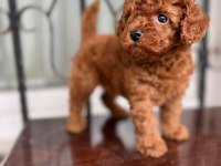 TR DE BU KALİTE YOK KORE POODLE YAVRU