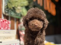 Çikolata Toy Poodle Yavrumuz