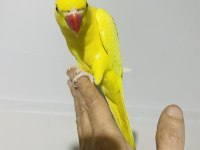 Sarı yavru maskot bir pakistan papağanı